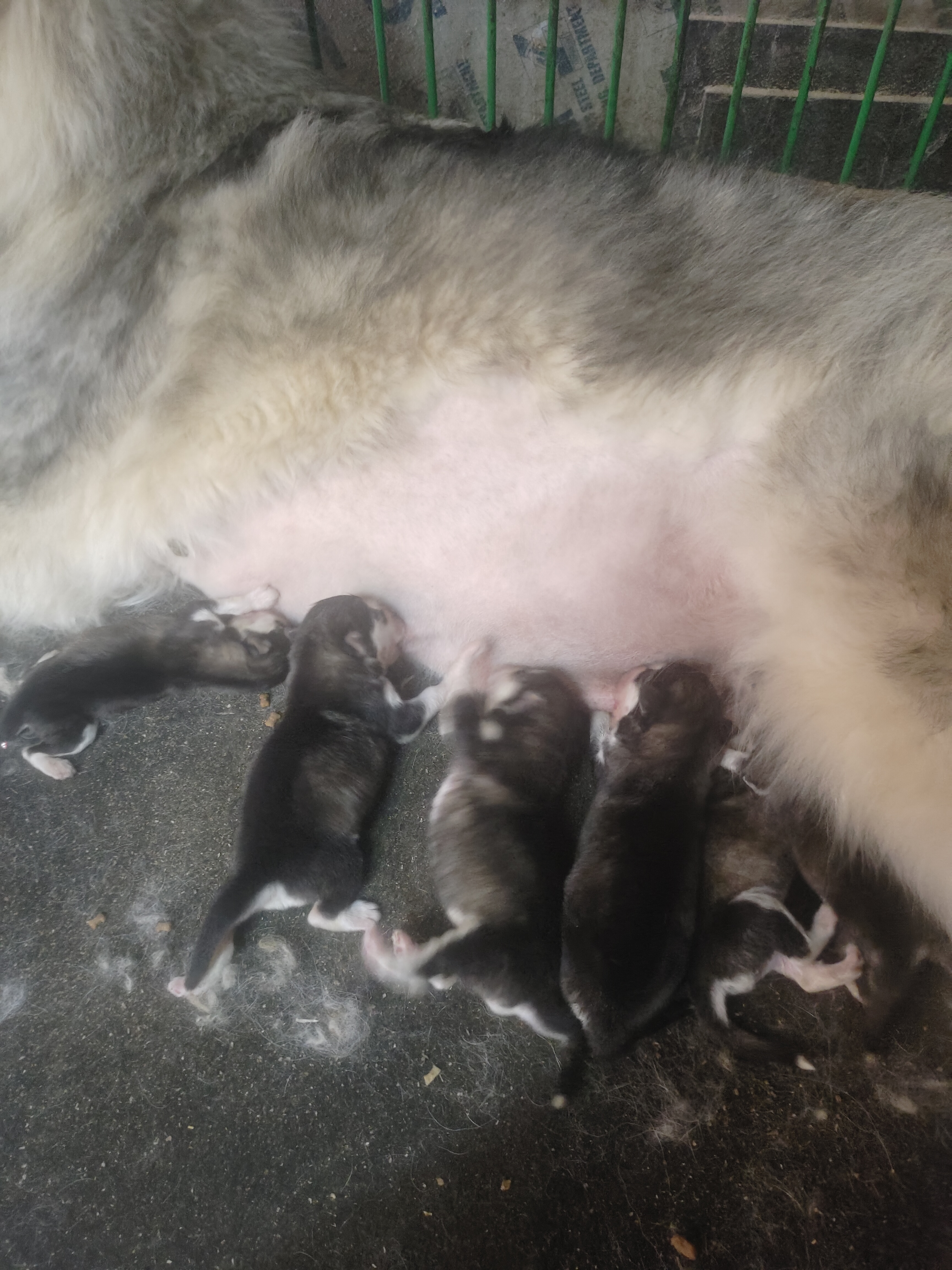 灰桃阿拉斯加幼犬